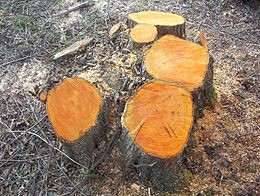 Geen vergunning verstrekt voor “snoeien” bomen langs Mengersdijk