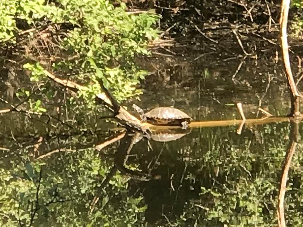 Schildpad gespot bij de Ballastput